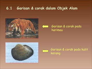 6.1  Garisan & corak dalam Objek Alam Garisan & corak pada harimau Garisan & corak pada kulit kerang 
