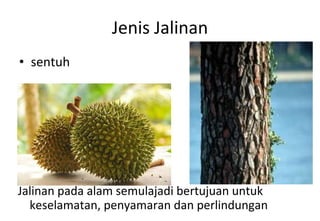 Jenis Jalinan sentuh Jalinan pada alam semulajadi bertujuan untuk keselamatan, penyamaran dan perlindungan 