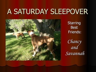 A SATURDAY SLEEPOVER Starring  Best  Friends: Chancy  and  Savannah 