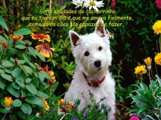 Sinto saudades do cachorrinho que eu tive um dia e que me amava fielmente, como só os cães  são  capazes de fazer,   