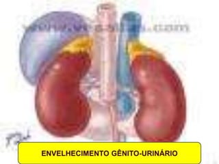 ENVELHECIMENTO GÊNITO-URINÁRIO
 