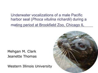 Underwater vocalizations of a male Pacific harbor seal ( Phoca vitulina richardii ) during a mating period at Brookfield Zoo, Chicago IL   Mehgan M. Clark Jeanette Thomas Western Illinois University 