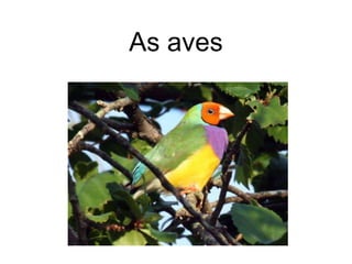 As aves 
 