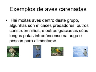Exemplos de aves carenadas 
• Hai moitas aves dentro deste grupo, 
algunhas son eficaces predadores, outros 
construen niños, e outras gracias as súas 
longas patas introdúncense na auga e 
pescan para alimentarse 
 