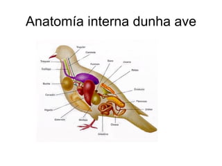 Anatomía interna dunha ave 