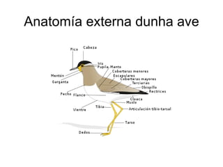 Anatomía externa dunha ave 