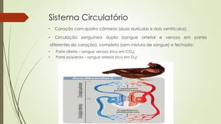 Sistema Circulatório
• Coração com quatro câmaras (duas aurículas e dois ventrículos);
• Circulação sanguínea dupla (sangue arterial e venoso em partes
diferentes do coração), completa (sem mistura de sangue) e fechada:
• Parte direita – sangue venoso (rico em CO2);
• Parte esquerda – sangue arterial (rico em O2);
 