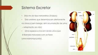 Sistema Excretor
• Dois rins do tipo metanefros (3 lobos);
• Dois ureteres que desembocam diretamente
na cloaca (sem bexiga, sem acumulação de urina
– adaptação ao vôo);
• Urina espessa e rica em ácido úrico que
é liberada misturada com as fezes
(urina esbranquiçada).
 