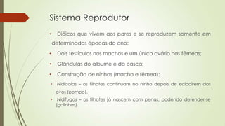 Sistema Reprodutor
• Dióicos que vivem aos pares e se reproduzem somente em
determinadas épocas do ano;
• Dois testículos nos machos e um único ovário nas fêmeas;
• Glândulas do albume e da casca;
• Construção de ninhos (macho e fêmea);
• Nidícolas – os filhotes continuam no ninho depois de eclodirem dos
ovos (pompo).
• Nidífugos – os filhotes já nascem com penas, podendo defender-se
(galinhas).
 