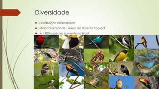Diversidade
 Distribuição cosmopolita
 Maior diversidade : Áreas de Floresta Tropical
 +- 1900 espécies somente no Brasil
 