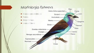 Morfologia Externa
 Corpo aerodinâmico
 Penas
 Bico Córneo
 Asas e Causa
 