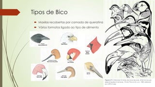 Tipos de Bico
 Maxilas recobertas por camada de queratina
 Vários formatos ligado ao tipo de alimento
 
