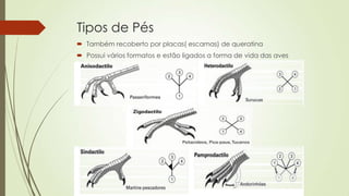 Tipos de Pés
 Também recoberto por placas( escamas) de queratina
 Possui vários formatos e estão ligados a forma de vida das aves
 