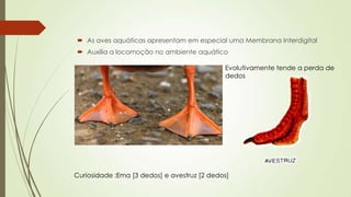  As aves aquáticas apresentam em especial uma Membrana Interdigital
 Auxilia a locomoção no ambiente aquático
Evolutivamente tende a perda de
dedos
Curiosidade :Ema [3 dedos] e avestruz [2 dedos]
 