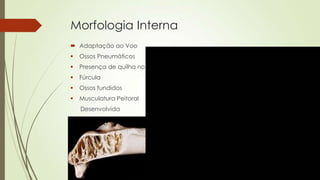 Morfologia Interna
 Adaptação ao Voo
 Ossos Pneumáticos
 Presença de quilha no esterno
 Fúrcula
 Ossos fundidos
 Musculatura Peitoral
Desenvolvida
 