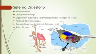 Sistema Digestório
 Bico sem dentes
 Dilatação do Esôfago
 Digestão em duas etapas : Enzimas Digestórias X Trituração na Moela
 Ausência de intestino grosso
 Cecos Laterais( junção do intest. Delgado + reto)
 Reto = Cloaca
 