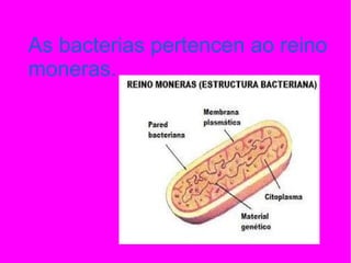 As bacterias pertencen ao reino
moneras.
 