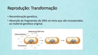 Reprodução: Transformação
• Recombinação genética;
• Absorção de fragmentos de DNA no meio que são incorporados
ao material genético original.
 