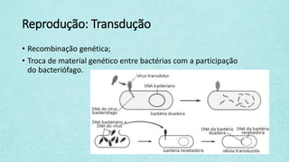 Reprodução: Transdução
• Recombinação genética;
• Troca de material genético entre bactérias com a participação
do bacteriófago.
 