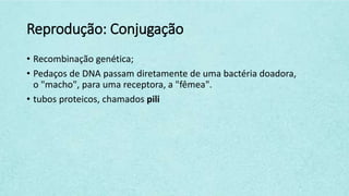 Reprodução: Conjugação
• Recombinação genética;
• Pedaços de DNA passam diretamente de uma bactéria doadora,
o "macho", para uma receptora, a "fêmea".
• tubos proteicos, chamados pili
 