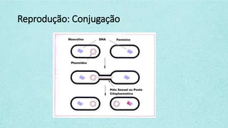 Reprodução: Conjugação
 