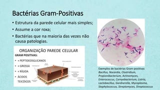 Bactérias Gram-Positivas
• Estrutura da parede celular mais simples;
• Assume a cor roxa;
• Bactérias que na maioria das vezes não
causa patologias.
Exemplos de bactérias Gram-positivas
Bacillus, Nocardia, Clostridium,
Propionibacterium, Actinomyces,
Enterococcus, Cornyebacterium, Listria,
Lactobacillus, Gardnerella, Mycoplasma,
Staphylococcus, Streptomyces, Streptococcus
 