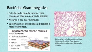 Bactérias Gram-negativa
• Estrutura da parede celular mais
complexa com uma camada lipídica;
• Assume a cor avermelhada;
• Bactérias mais associadas a doenças e
mais resistentes.
Escherichia, Helicobcater, Hemophilus,
Neisseria, Klebsiella, Enterobacter,
Chlamydia, Pseudomonas, Salmonella,
Shigella.
 