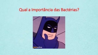 Qual a Importância das Bactérias?
 