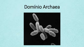 Domínio Archaea
 