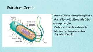 Estrutura Geral:
• Parede Celular de Peptideoglicano
• Plasmídeos – Moléculas de DNA
para reprodução
• Fimbrias – Fixação da bactéria
• Mais complexas apresentam
Capsula e Flagelo
 