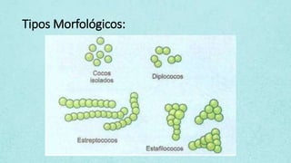 Tipos Morfológicos:
 