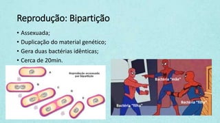 Reprodução: Bipartição
• Assexuada;
• Duplicação do material genético;
• Gera duas bactérias idênticas;
• Cerca de 20min.
Bactéria “mãe”
Bactéria “filha”
Bactéria “filha”
 