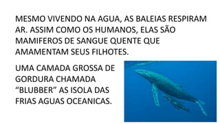 MESMO VIVENDO NA AGUA, AS BALEIAS RESPIRAM
AR. ASSIM COMO OS HUMANOS, ELAS SÃO
MAMIFEROS DE SANGUE QUENTE QUE
AMAMENTAM SEUS FILHOTES.
UMA CAMADA GROSSA DE
GORDURA CHAMADA
“BLUBBER” AS ISOLA DAS
FRIAS AGUAS OCEANICAS.
 