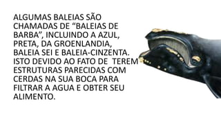 ALGUMAS BALEIAS SÃO
CHAMADAS DE “BALEIAS DE
BARBA”, INCLUINDO A AZUL,
PRETA, DA GROENLANDIA,
BALEIA SEI E BALEIA-CINZENTA.
ISTO DEVIDO AO FATO DE TEREM
ESTRUTURAS PARECIDAS COM
CERDAS NA SUA BOCA PARA
FILTRAR A AGUA E OBTER SEU
ALIMENTO.
 