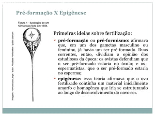 Pré-formação X Epigênese
 pré-formação ou pré-formismo: afirmava
que, em um dos gametas masculino ou
feminino, já havia um ser pré-formado. Duas
correntes, então, dividiam a opinião dos
estudiosos da época: os ovistas defendiam que
o ser pré-formado estaria no óvulo; e os
espermatistas, que o ser pré-formado estaria
no esperma;
 epigênese: essa teoria afirmava que o ovo
fertilizado continha um material inicialmente
amorfo e homogêneo que iria se estruturando
ao longo de desenvolvimento do novo ser.
Primeiras ideias sobre fertilização:
Figura 4 - Ilustração de um
homúnculo feita em 1694.
BIOLOGIA, 3º Ano do Ensino Médio
As bases da hereditariedade
Imagem:HomunculusLarge/autor;NicolaasHartsoeker/publicdomain
 