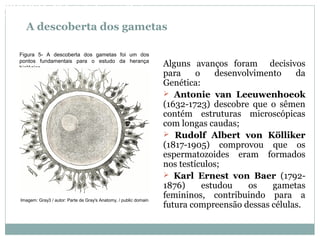 A descoberta dos gametas
Alguns avanços foram decisivos
para o desenvolvimento da
Genética:
 Antonie van Leeuwenhoeok
(1632-1723) descobre que o sêmen
contém estruturas microscópicas
com longas caudas;
 Rudolf Albert von Kölliker
(1817-1905) comprovou que os
espermatozoides eram formados
nos testículos;
 Karl Ernest von Baer (1792-
1876) estudou os gametas
femininos, contribuindo para a
futura compreensão dessas células.
Figura 5- A descoberta dos gametas foi um dos
pontos fundamentais para o estudo da herança
biológica.
BIOLOGIA, 3º Ano do Ensino Médio
As bases da hereditariedade
Imagem: Gray3 / autor: Parte de Gray's Anatomy, / public domain
 