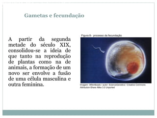 Gametas e fecundação
A partir da segunda
metade do século XIX,
consolidou-se a ideia de
que tanto na reprodução
de plantas como na de
animais, a formação de um
novo ser envolve a fusão
de uma célula masculina e
outra feminina.
Figura 6- processo da fecundação
BIOLOGIA, 3º Ano do Ensino Médio
As bases da hereditariedade
Imagem: 06fertilizado / autor: ScienceGenetics / Creative Commons
Attribution-Share Alike 3.0 Unported
 