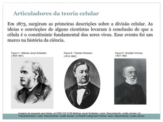 Articuladores da teoria celular
Em 1873, surgiram as primeiras descrições sobre a divisão celular. As
ideias e convicções de alguns cientistas levaram à conclusão de que a
célula é o constituinte fundamental dos seres vivos. Esse evento foi um
marco na história da ciência.
Figura 7 - Mathias Jacob Schleiden
(1804-1881)
Figura 8 - Theodor Schwann
(1810-1882)
Figura 9 - Rudolph Virchow
(1821-1882
BIOLOGIA, 3º Ano do Ensino Médio
As bases da hereditariedade
Imagens da esquerda para direita: (a) PSM V22 D156 Matthias Jacob Schleiden / autor: Desconhecido / public domain; (b)
TheodorSchwann / autor: Desconhecido / public domain; (c) Rudolf Ludwig Karl Virchow / autor: Desconhecido / public domain
 