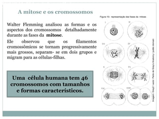 A mitose e os cromossomos
Walter Flemming analisou as formas e os
aspectos dos cromossomos detalhadamente
durante as fases da mitose.
Ele observou que os filamentos
cromossômicos se tornam progressivamente
mais grossos, separam- se em dois grupos e
migram para as células-filhas.
Figura 10- representação das fases da mitose .
Uma célula humana tem 46
cromossomos com tamanhos
e formas característicos.
BIOLOGIA, 3º Ano do Ensino Médio
As bases da hereditariedade
Imagem:Gray2/autor:PartedeGray’sAnatomy/publicdomain
 