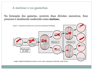 A meiose e os gametas
Na formação dos gametas, ocorrem duas divisões sucessivas. Esse
processo é atualmente conhecido como meiose.
Figura 11- esquema da meiose com um par de cromossomos homólogos.
BIOLOGIA, 3º Ano do Ensino Médio
As bases da hereditariedade
Imagem: MajorEventsInMeiosis variant pt / autor: Jakov, tradução por PatríciaR / public domain
 