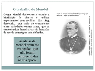 O trabalho de Mendel
Gregor Mendel dedicou-se a estudar a
hibridação de plantas e realizou
experimentos com ervilhas. Em 1863,
descobriu, por meio de cruzamentos
entre variedades contrastantes, que as
características hereditárias são herdadas
de acordo com regras bem definidas.
Figura 12 - Gregor Mendel (1822-1884), o monge que
lançou as bases da hereditariedade.
As ideias de
Mendel eram tão
avançadas que
não foram
compreendidas
na sua época.
BIOLOGIA, 3º Ano do Ensino Médio
As bases da hereditariedade
Imagem:MendelGregor1822-1884/autor:PartedeTheHistoryof
BiologydeErikNordenskiöld/publicdomain
 
