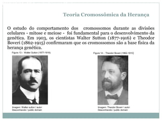 Teoria Cromossômica da Herança
O estudo do comportamento dos cromossomos durante as divisões
celulares - mitose e meiose - foi fundamental para o desenvolvimento da
genética. Em 1903, os cientistas Walter Sutton (1877-1916) e Theodor
Boveri (1862-1915) confirmaram que os cromossomos são a base física da
herança genética.
Figura 13 - Walter Sutton (1877-1916) Figura 14 - Theodor Boveri (1862-1915)
BIOLOGIA, 3º Ano do Ensino Médio
As bases da hereditariedade
Imagem: Walter sutton / autor:
Desconhecido / public domain
Imagem: Theodor Boveri / autor:
Desconhecido / public domain
 