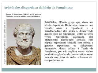 Aristóteles discordava da ideia da Pangênese
Figura 2- Aristóteles (384-322 a.C.): elaborou
hipóteses pioneiras sobre a herança biológica.
Aristóteles, filósofo grego que viveu um
século depois de Hipócrates, escreveu um
tratado sobre a reprodução e a
hereditariedade dos animais, descrevendo
quatro tipos de reprodução entre os seres
vivos: reprodução assexuada por
brotamento; reprodução sexuada com
cópula; reprodução sexuada sem cópula e
geração espontânea ou abiogênese.
Pronunciou duras críticas à Teoria da
Pangênese, por não explicar como seriam
produzidas gêmulas de características como
tom da voz, jeito de andar e formas de
comportamentos.
BIOLOGIA, 3º Ano do Ensino Médio
As bases da hereditariedadeImagem:AristotleAltempsInv8575/autor:Jastrow(2006)/publicdomain
 