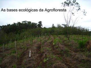 As bases ecológicas da Agrofloresta
 