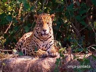 onça-pintada
 