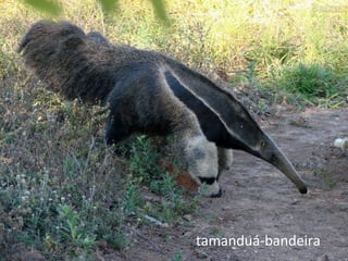 tamanduá-bandeira
 