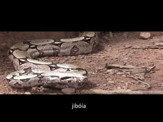jibóia
 