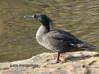 pato mergulhão
 