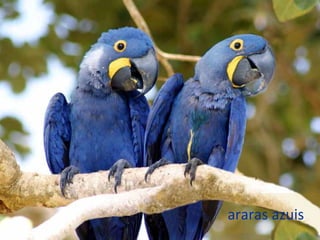 araras azuis
 