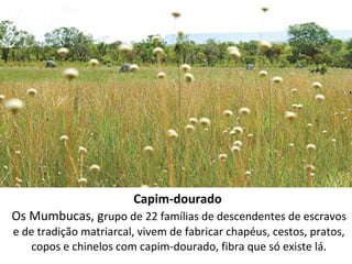Capim-dourado
Os Mumbucas, grupo de 22 famílias de descendentes de escravos
e de tradição matriarcal, vivem de fabricar chapéus, cestos, pratos,
copos e chinelos com capim-dourado, fibra que só existe lá.
 